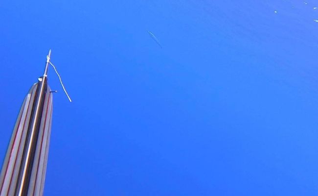 spear fishing rarotonga