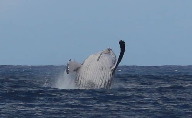 whale watching rarotonga